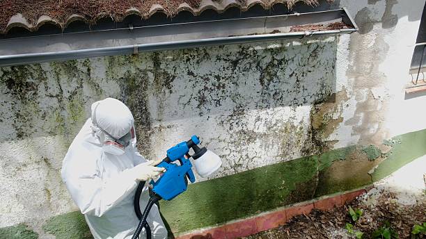 Trusted Attic Mold Removal service in East Lansing, MI - Cheap Mold Removal